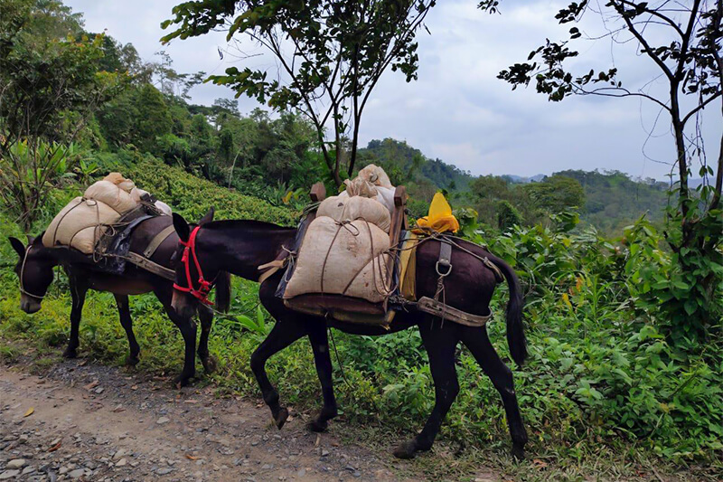 asobellca adaptabilidad cacao