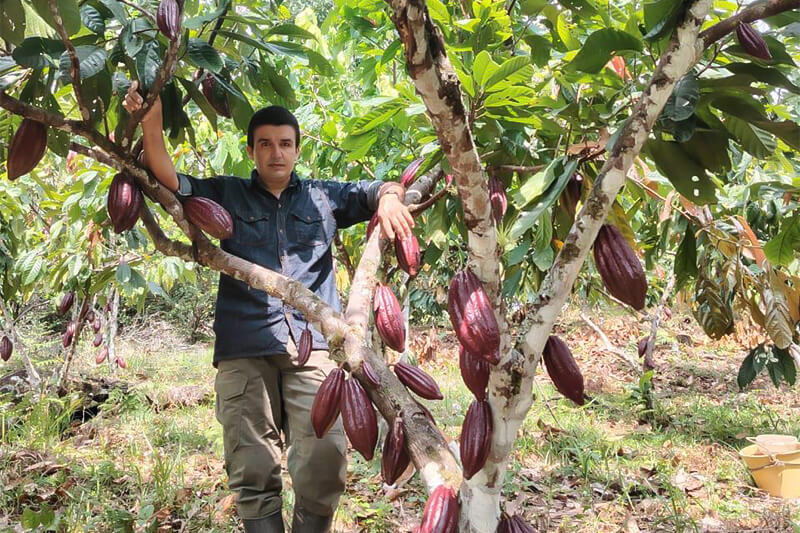 asobellca producción cacao