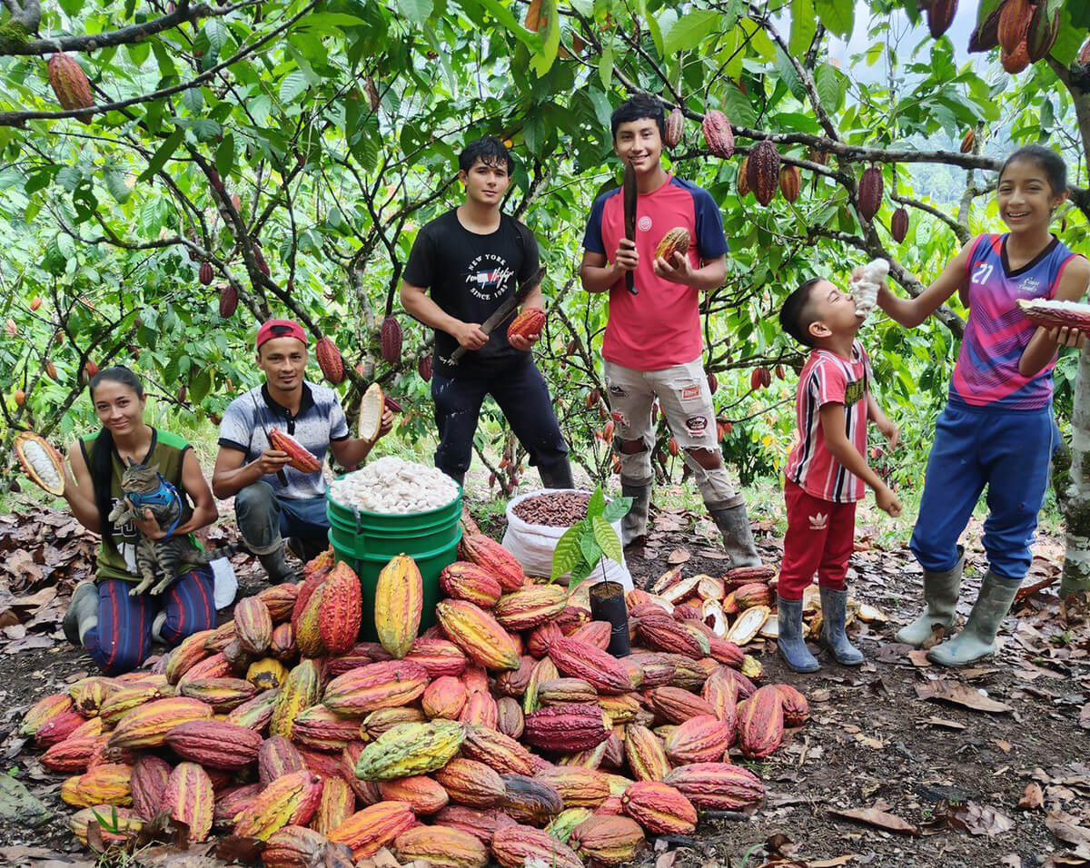 asobellca santander cacao productores