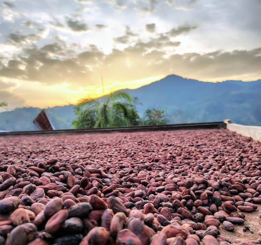 asociación cacaotera asobellca santander