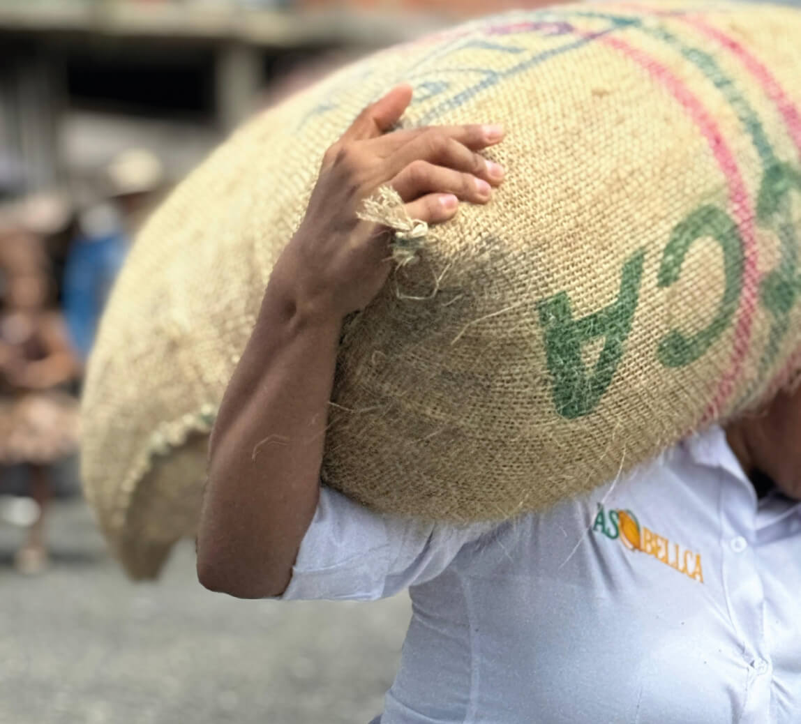 producción de cacao grano seco santander compra venta asobellca