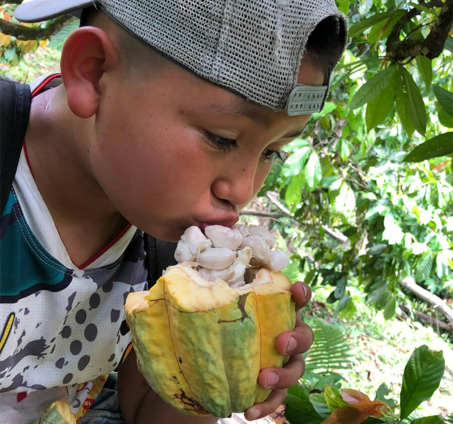 asobellca cacao de exportación colombia